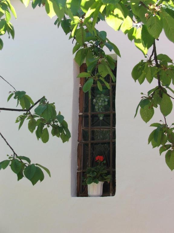 Bozi Rozi Panzio Hotel Fertoboz Luaran gambar